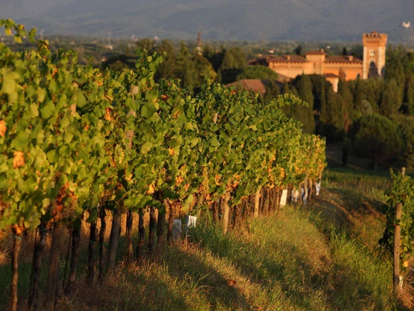 Castello di Spessa Golf Wine Resort e SPA Vigne 11